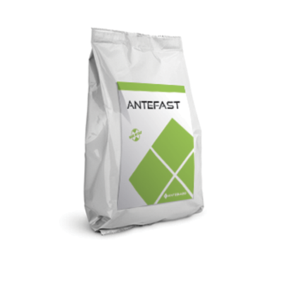 Antefast_Antigelo